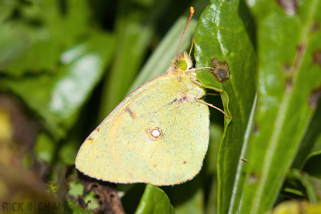 Clouded Yellow Butterfly | Female