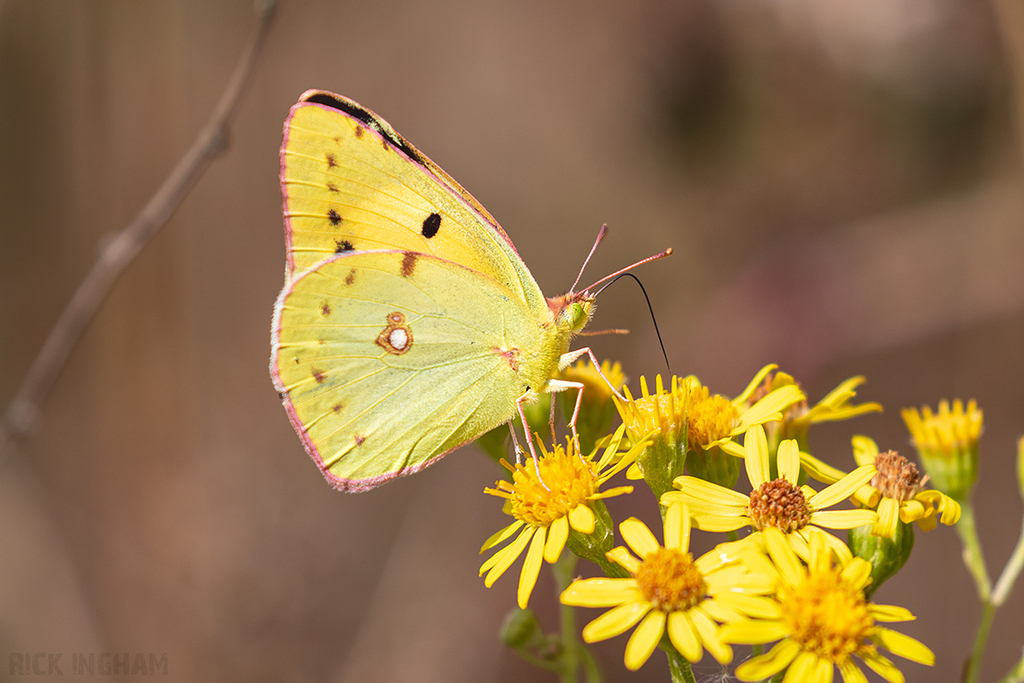 Clouded Yellow Butterfly