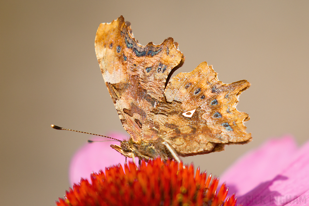 Comma Butterfly