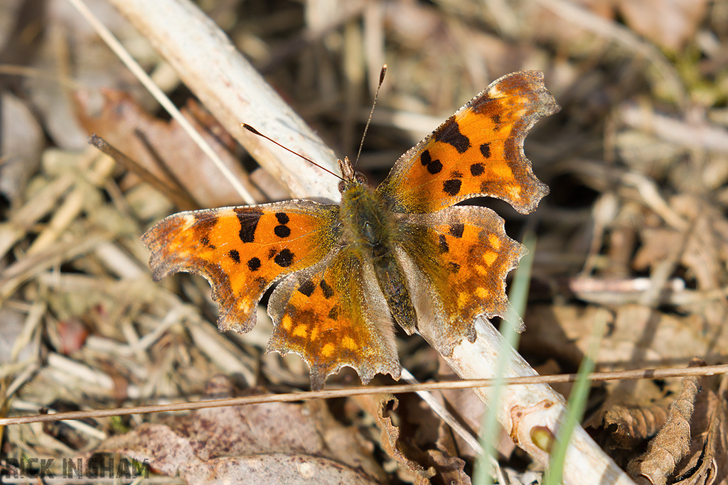 Comma Butterfly