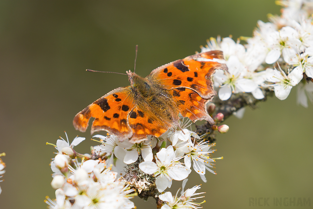 Comma Butterfly