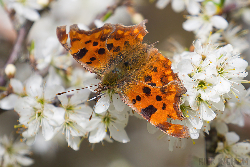 Comma Butterfly