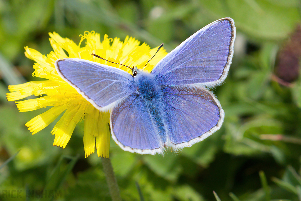 Common Blue Butterfly