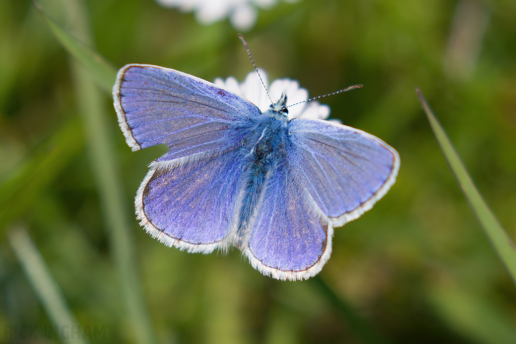 Common Blue Butterfly
