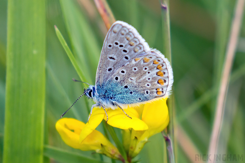 Common Blue Butterfly