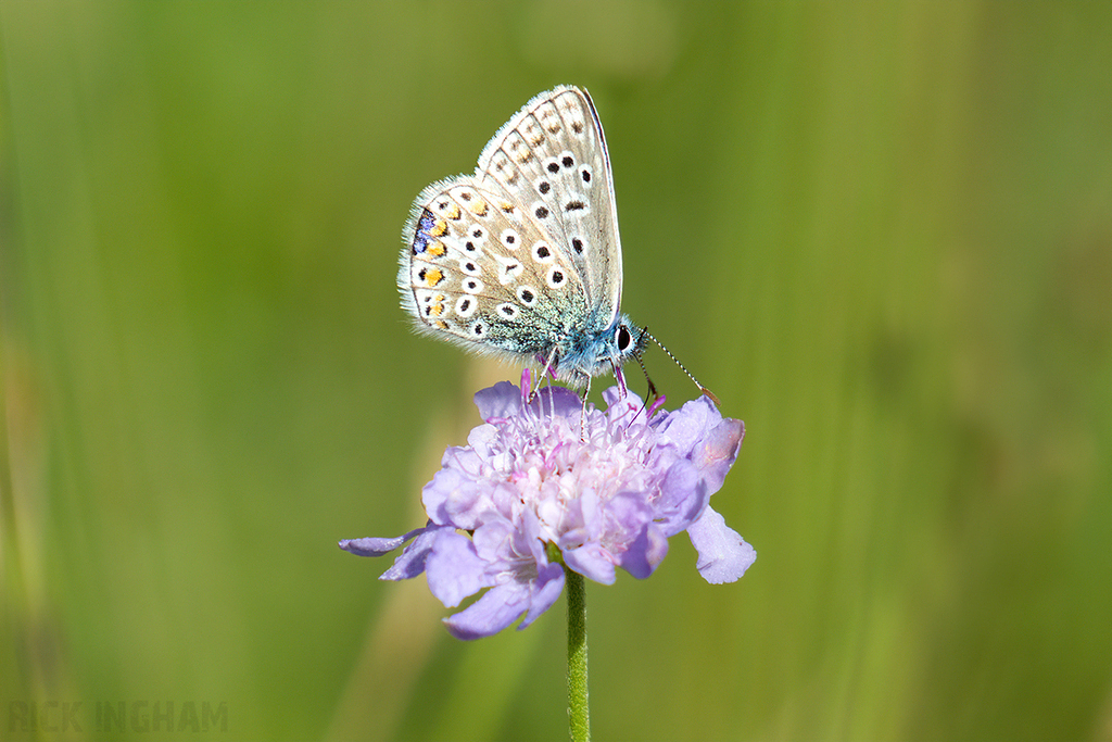 Common Blue Butterfly