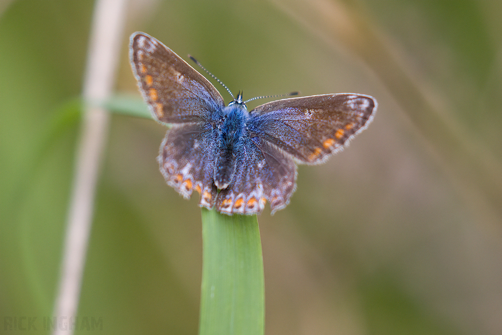 Common Blue Butterfly | Female