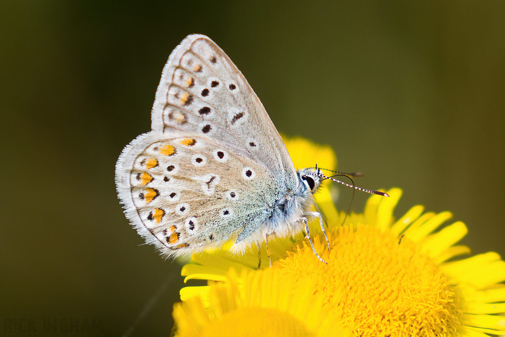 Common Blue Butterfly