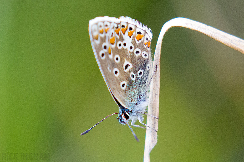 Common Blue Butterfly | Female