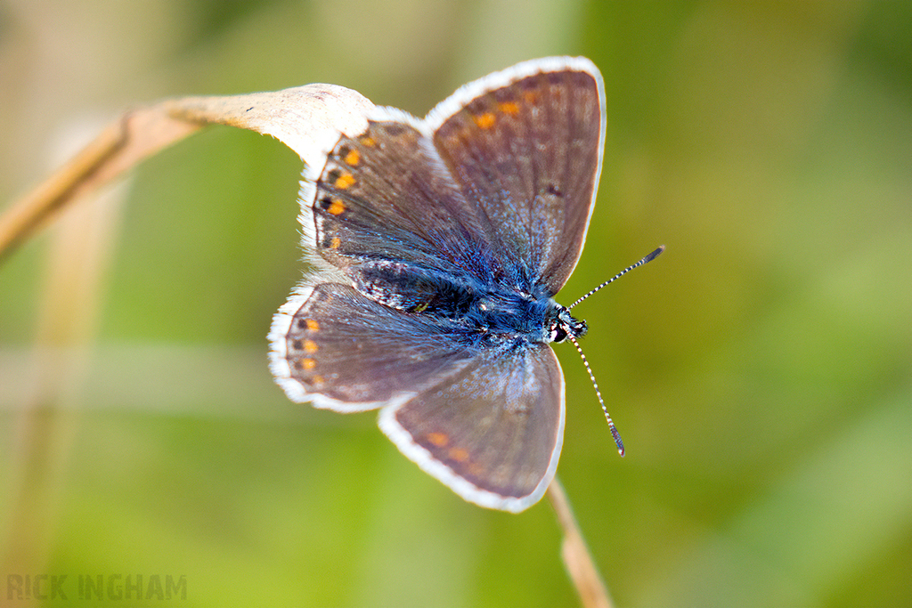 Common Blue Butterfly | Female