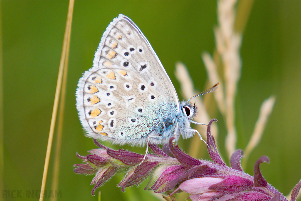 Common Blue Butterfly