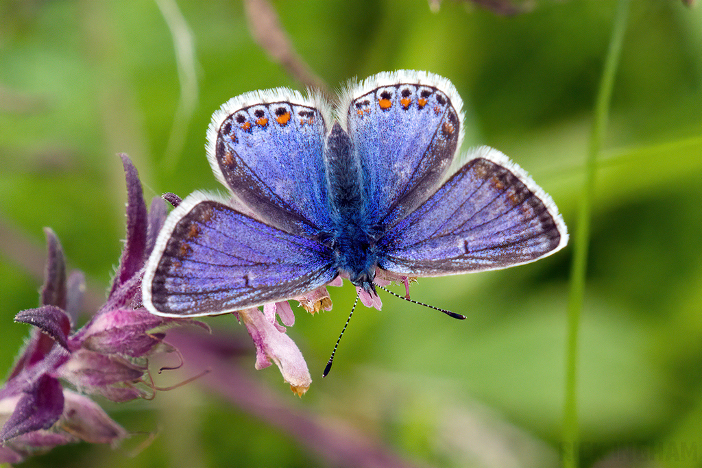 Common Blue Butterfly | Female