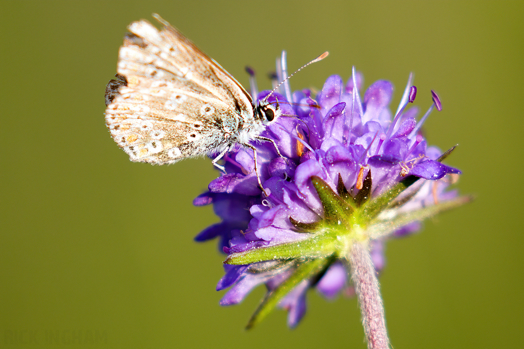 Common Blue Butterfly