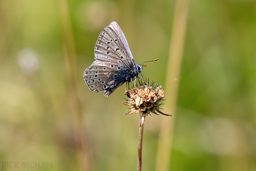 Common Blue Butterfly | Female