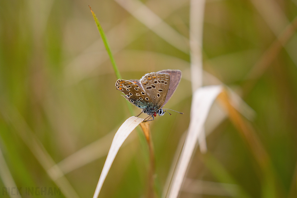 Common Blue Butterfly