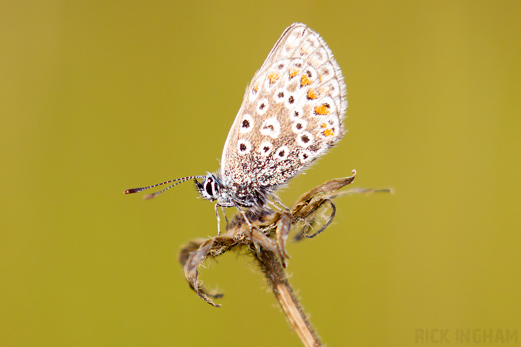 Common Blue Butterfly