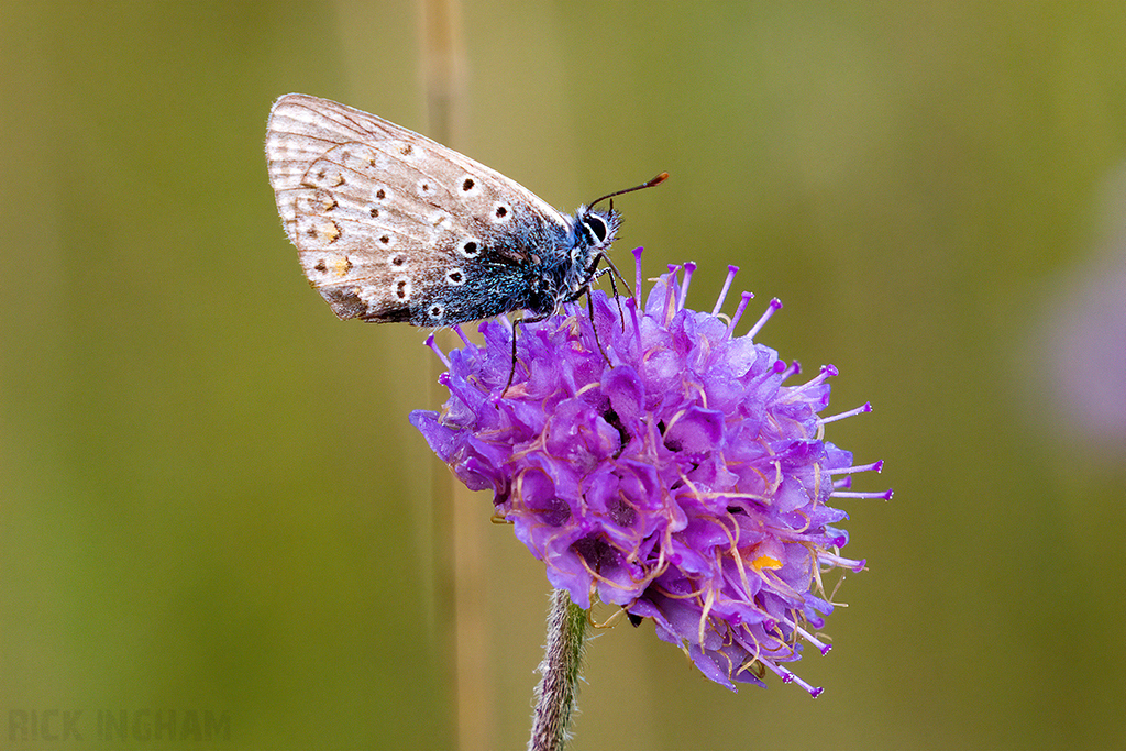 Common Blue Butterfly