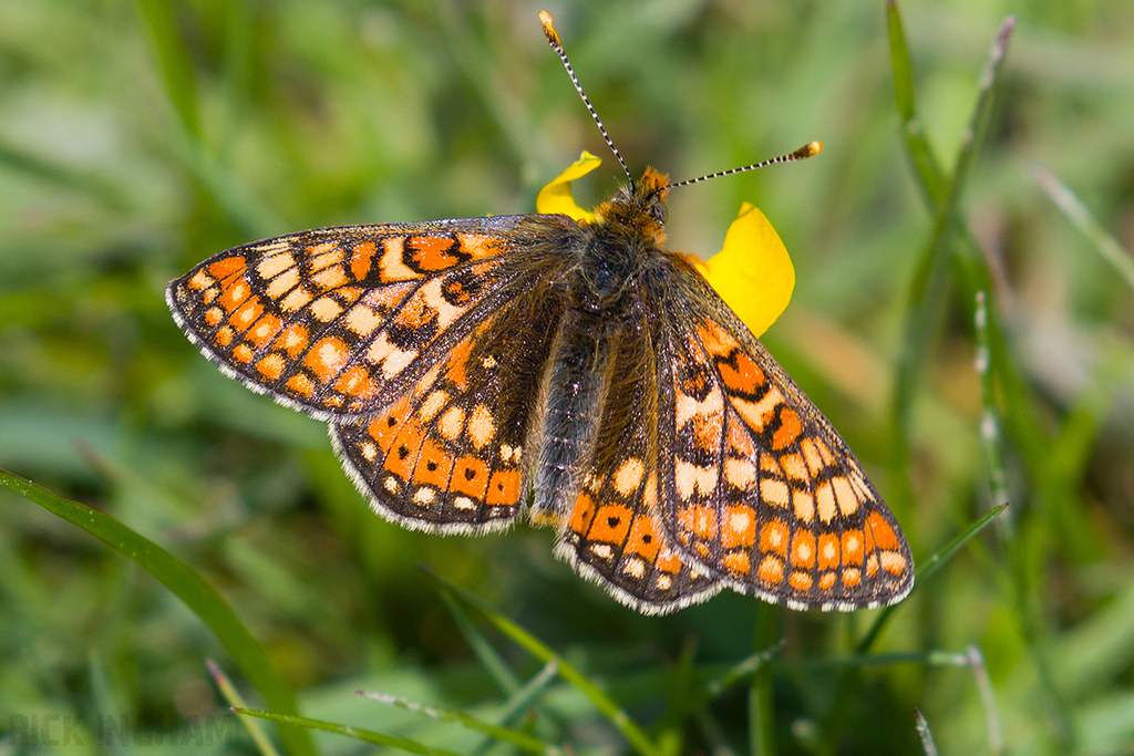 Marsh Fritillary