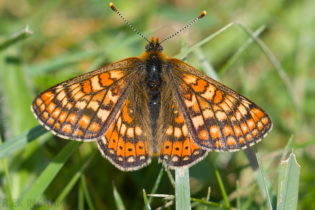 Marsh Fritillary
