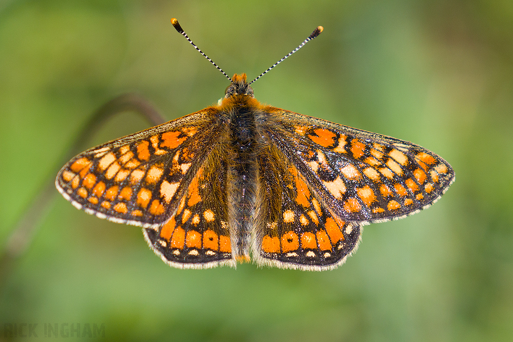 Marsh Fritillary