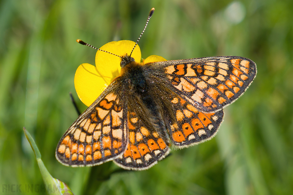 Marsh Fritillary