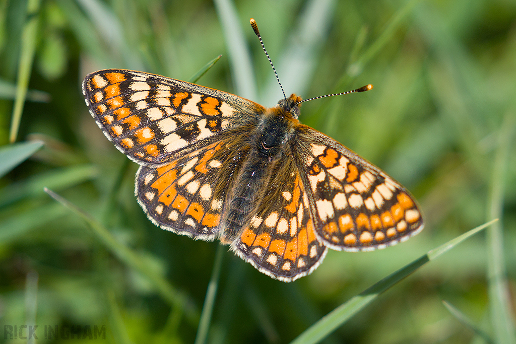 Marsh Fritillary