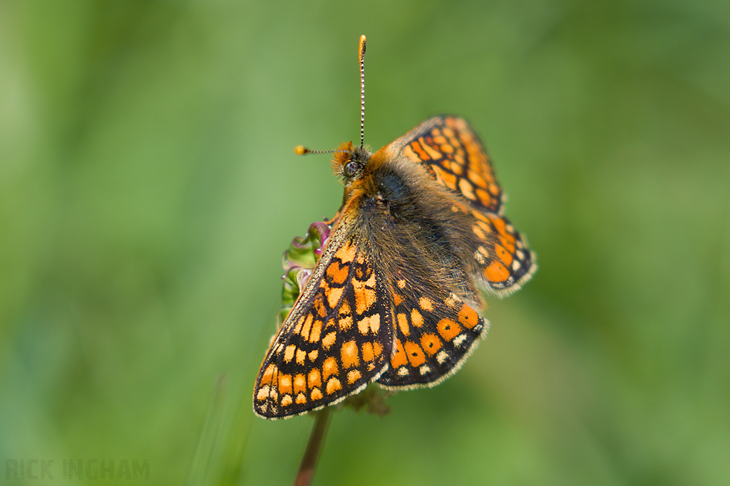 Marsh Fritillary