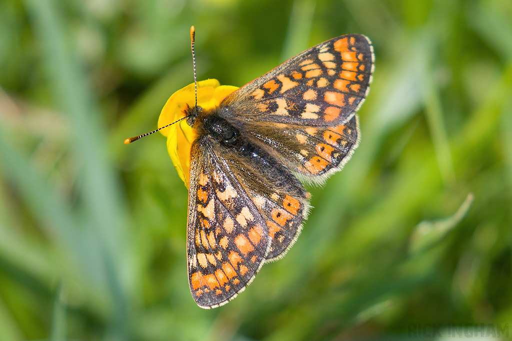 Marsh Fritillary