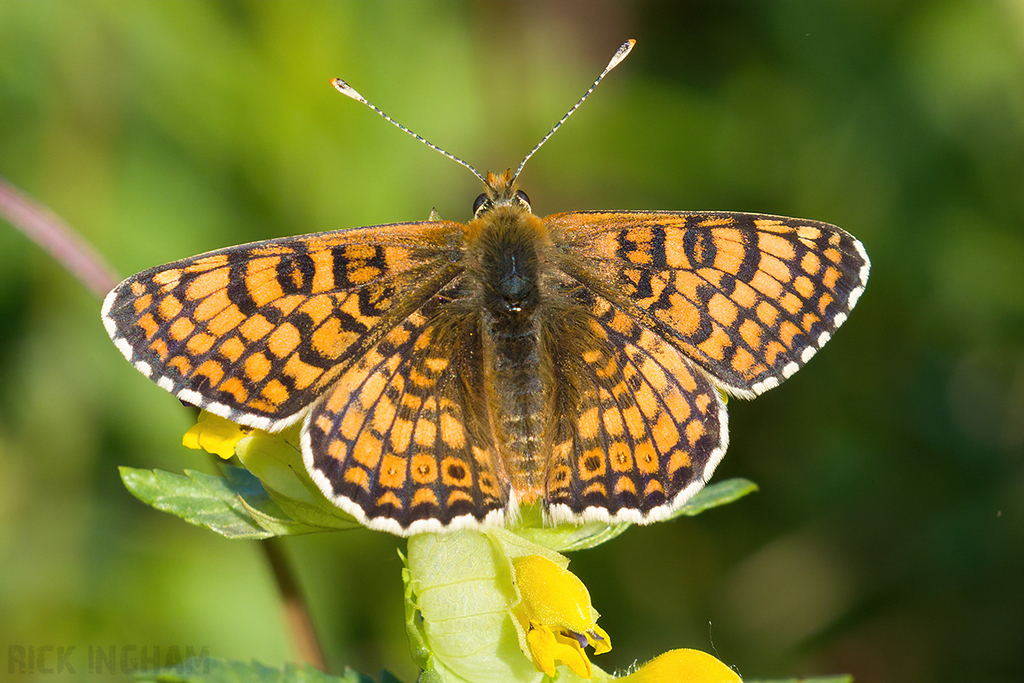 Glanville Fritillary on Yellow Rattle wild flower