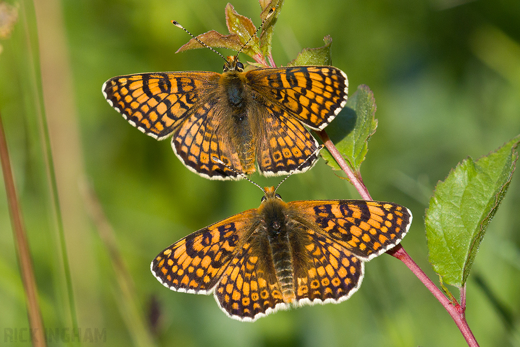 Glanville Fritillary
