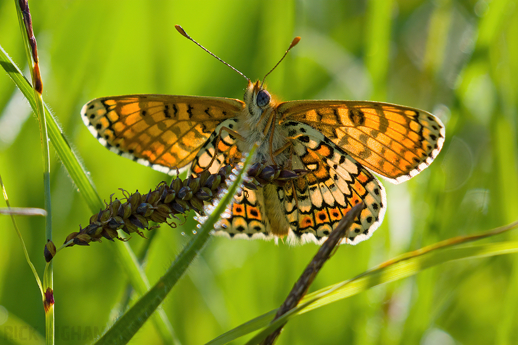 Glanville Fritillary