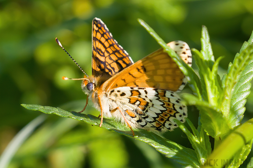 Glanville Fritillary