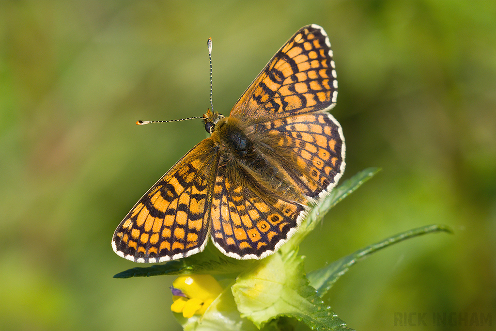 Glanville Fritillary
