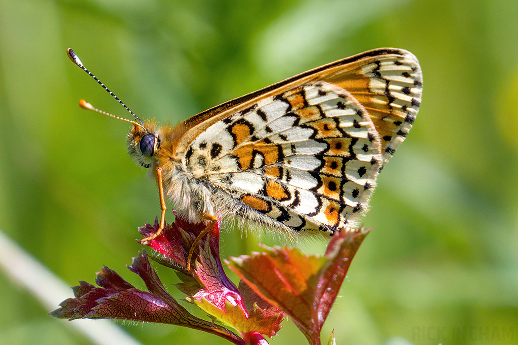 Glanville Fritillary