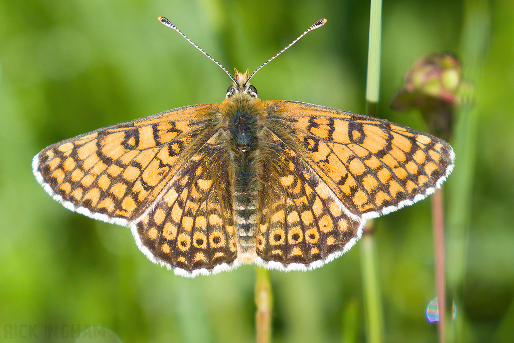 Glanville Fritillary