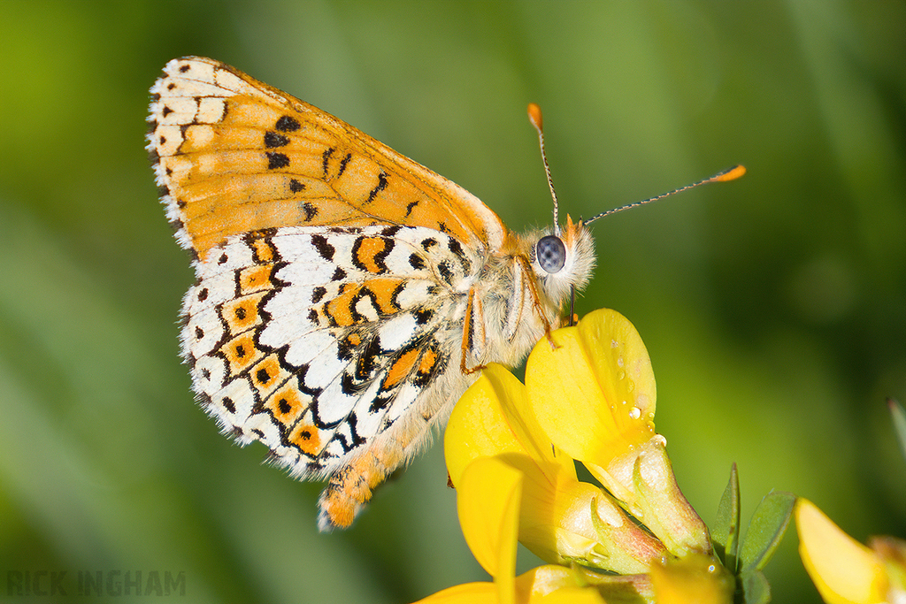 Glanville Fritillary