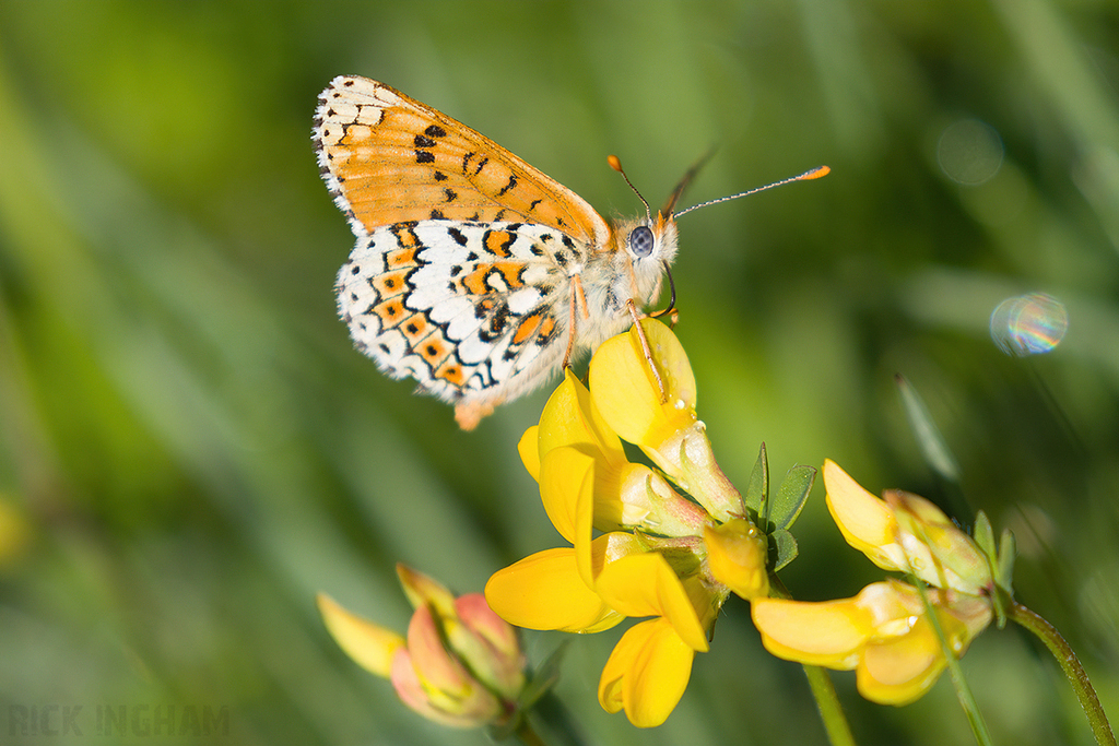 Glanville Fritillary