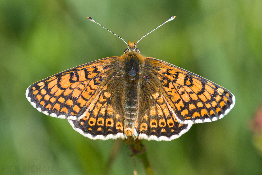 Glanville Fritillary