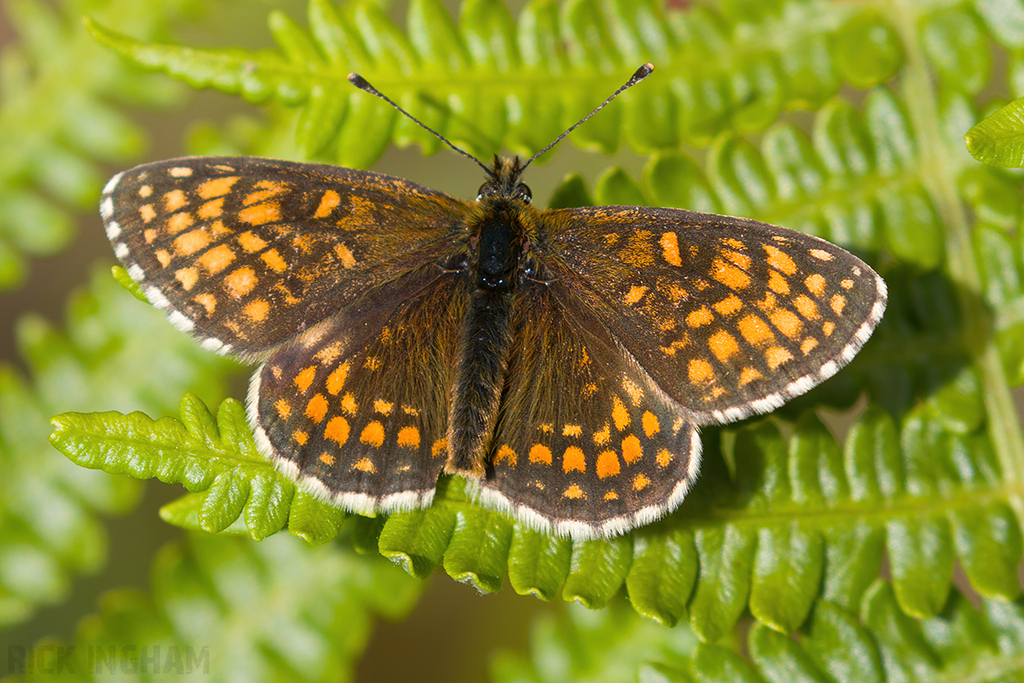 Heath Fritillary