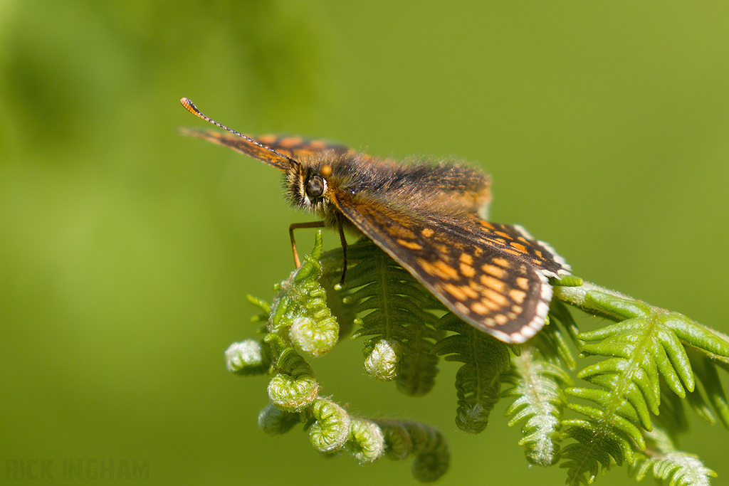Heath Fritillary