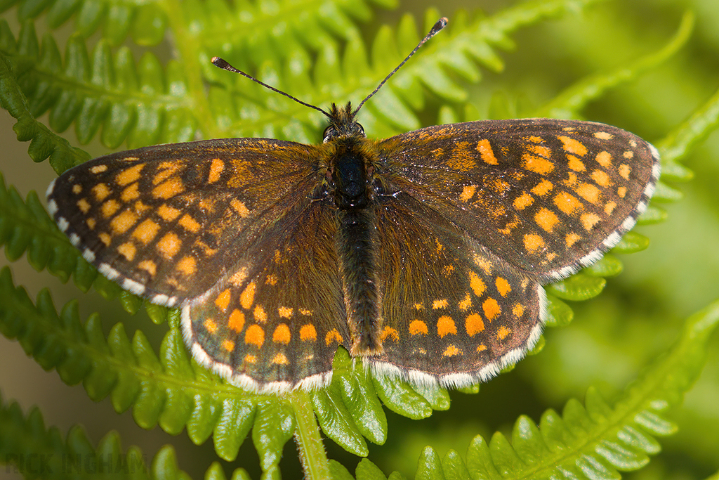 Heath Fritillary