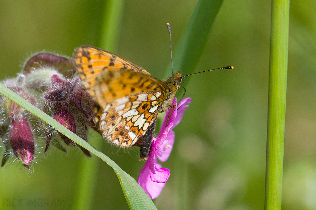Small Pearl-bordered Fritillary