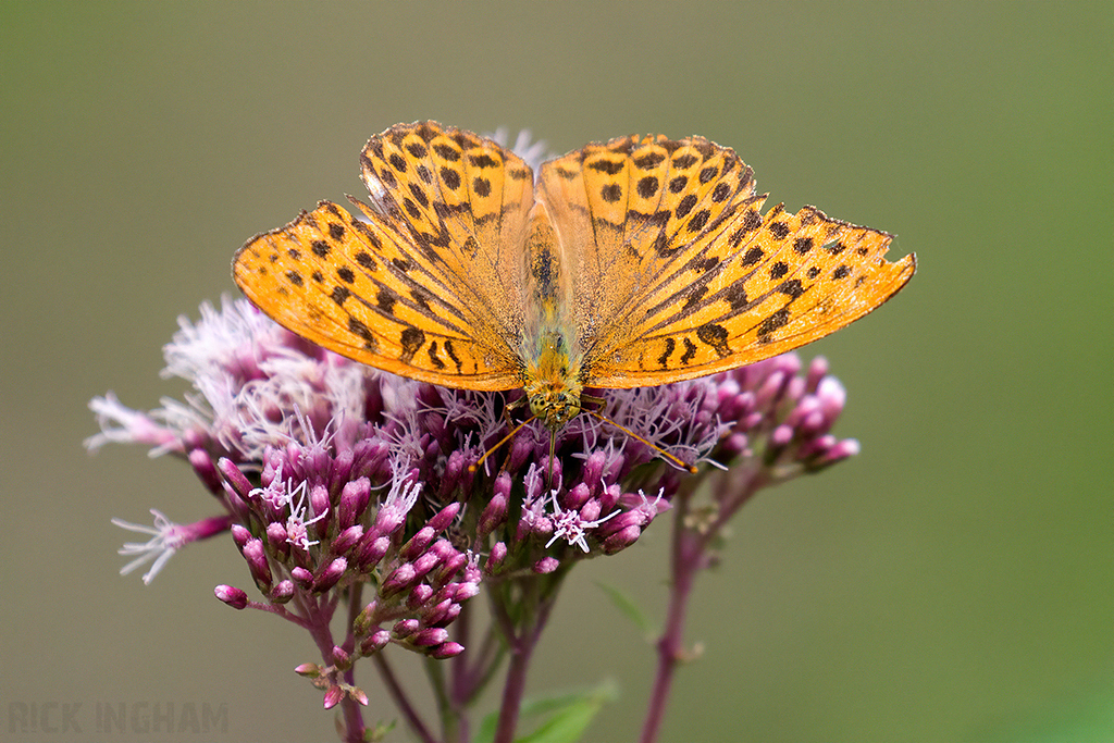 Silver-washed Fritillary