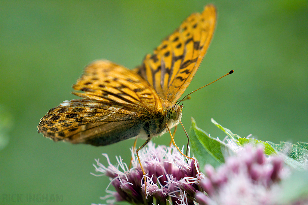 Silver-washed Fritillary