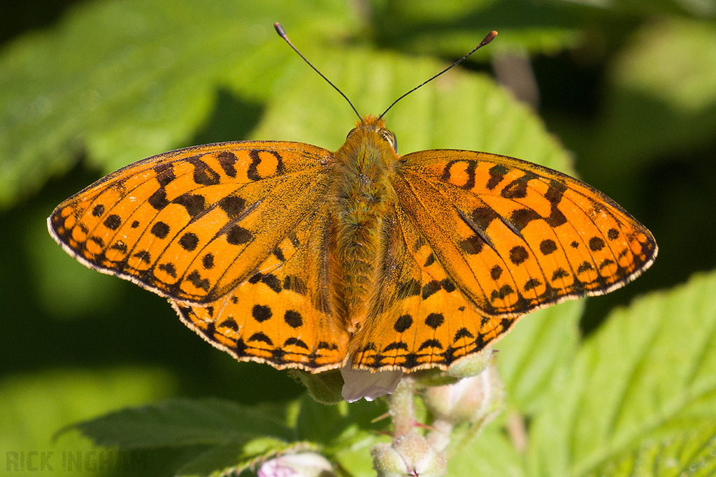 High Brown Fritillary