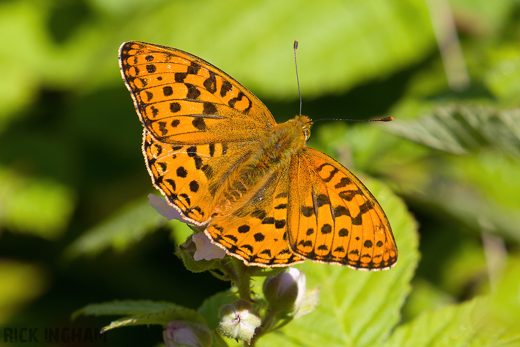 High Brown Fritillary