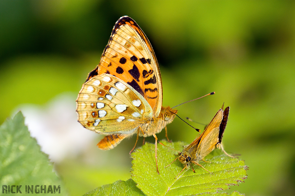 High Brown Fritillary