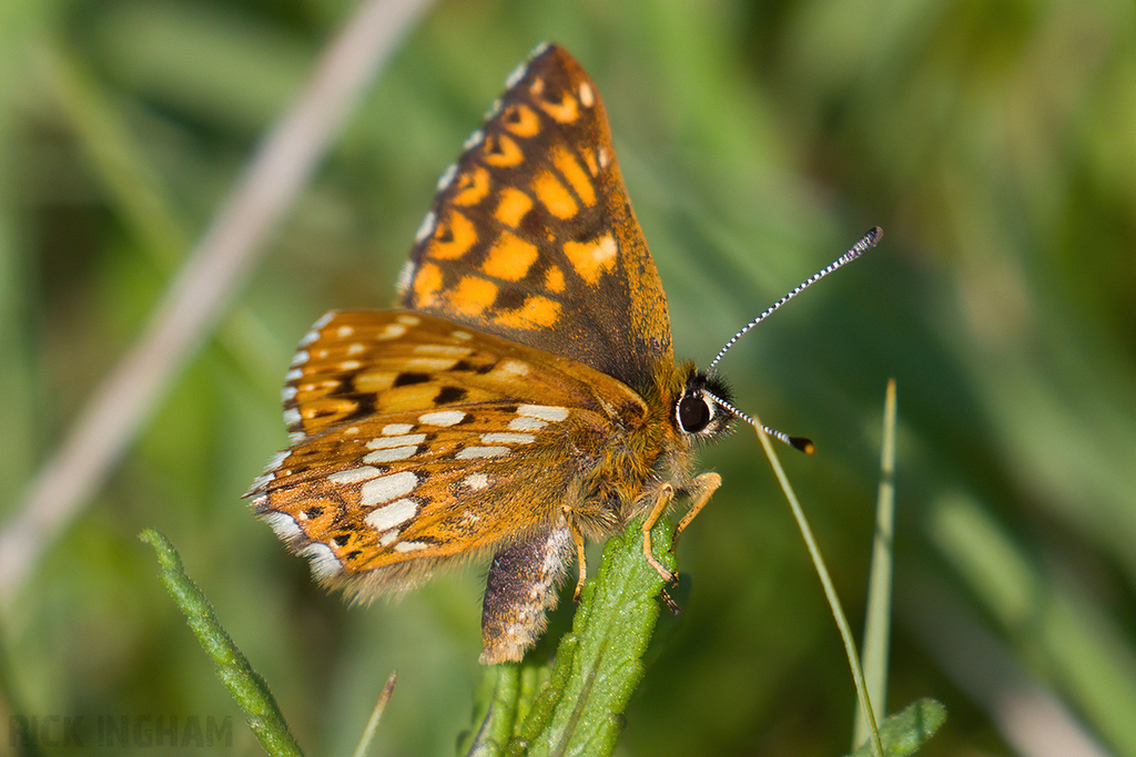 Duke of Burgundy Butterfly