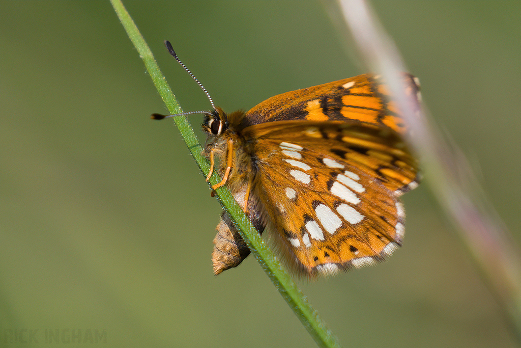 Duke of Burgundy Butterfly