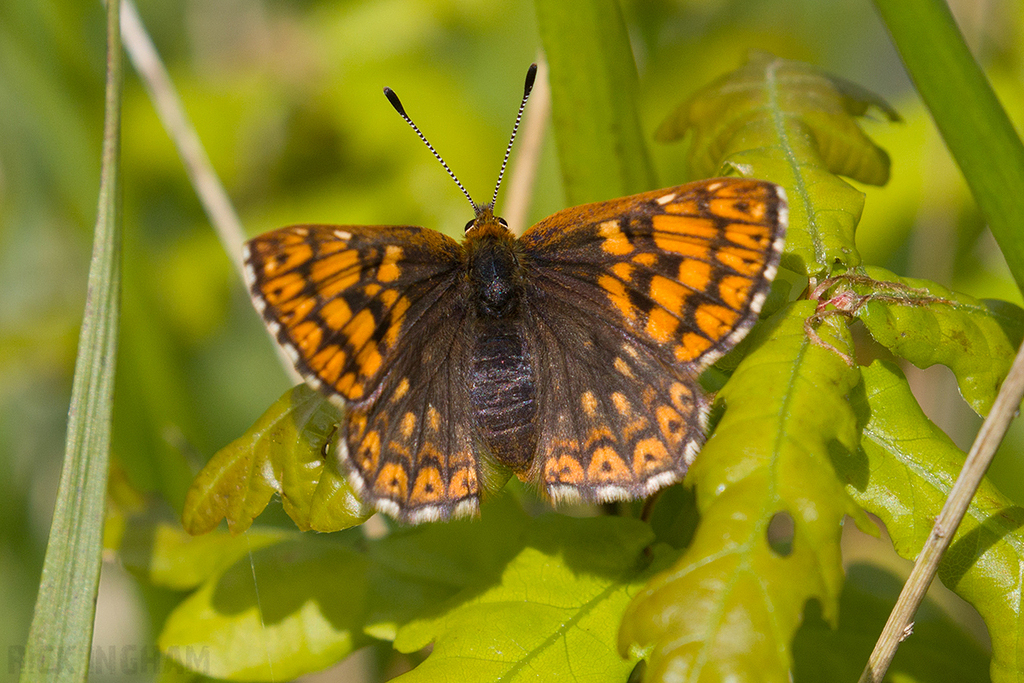 Duke of Burgundy Butterfly